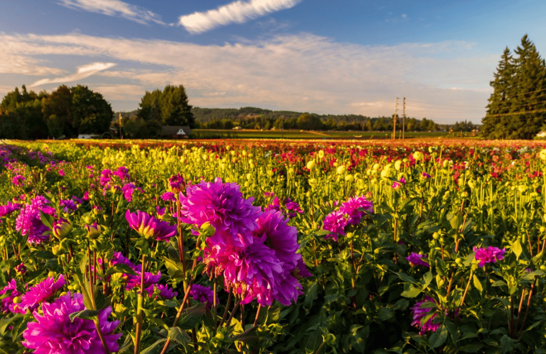 Colorful dahlias fill a flower field beneath a broad evening sky.