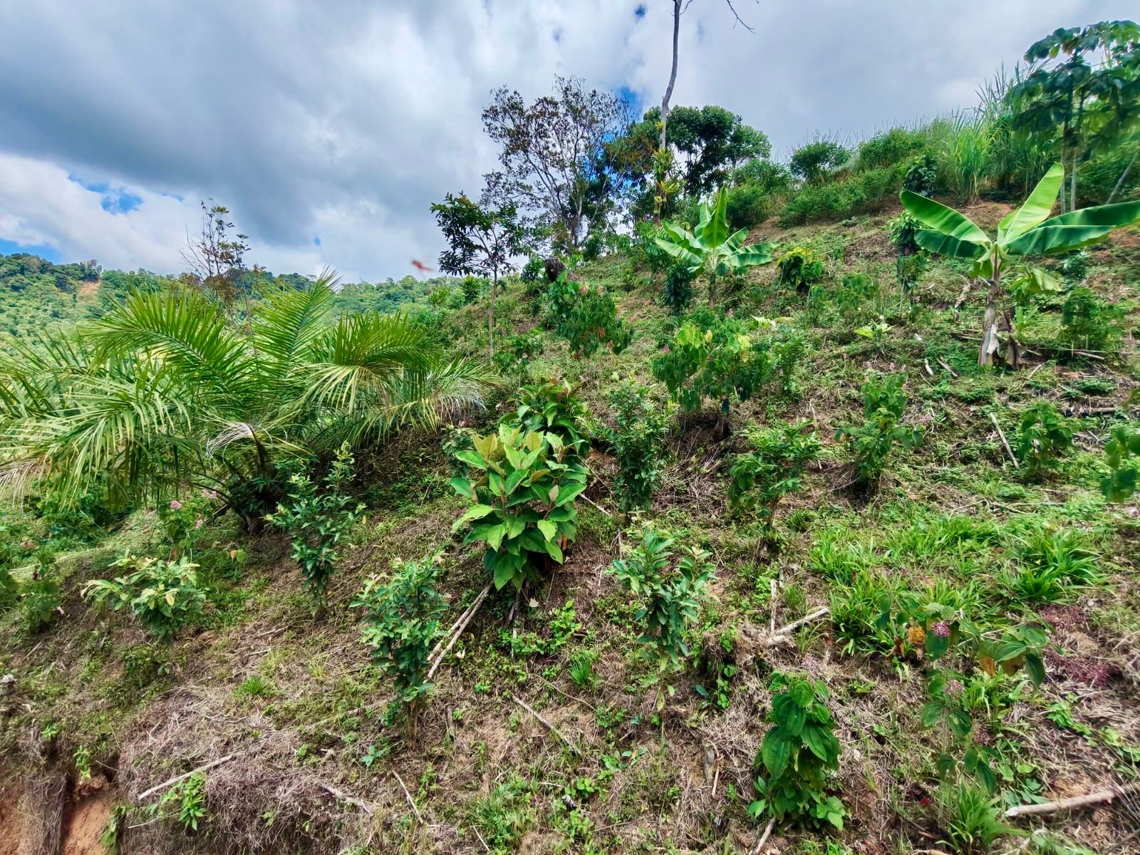 24.7-Acre Ocean View Eco Estate in San Cristóbal de Aguirre | 5 Building Sites