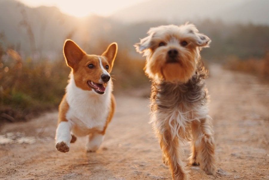 This one is for you, fellow pet owners!