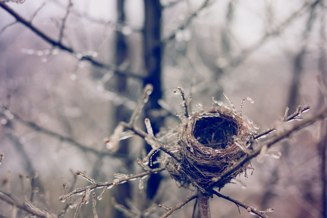 An empty nest symbolizing downsizing Prop 19 san francisco