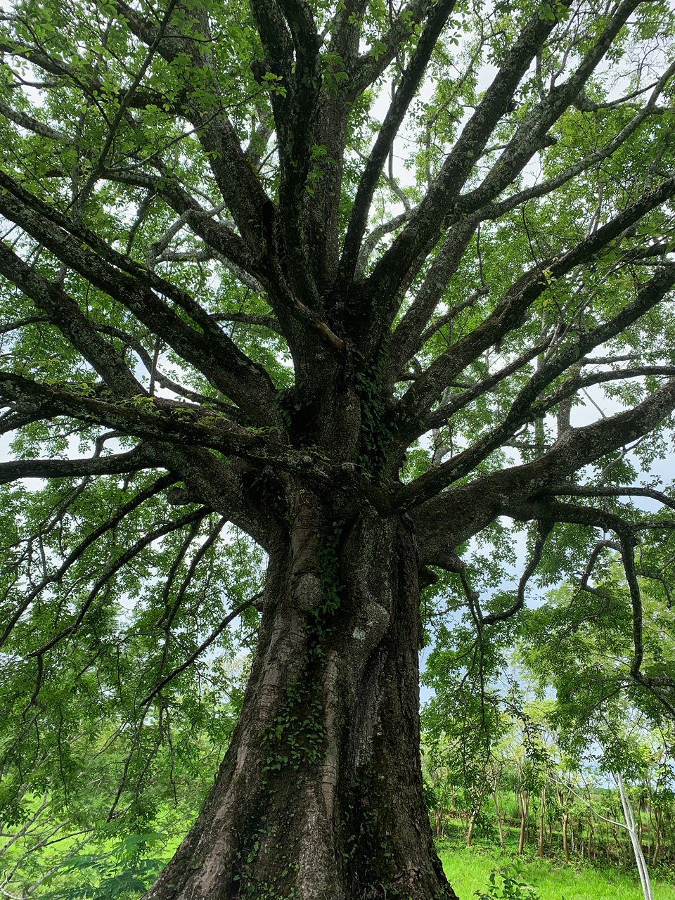 Finca Gomez | 214 Hectares | Ocean Views, Rivers & Development Potential – Guanacaste