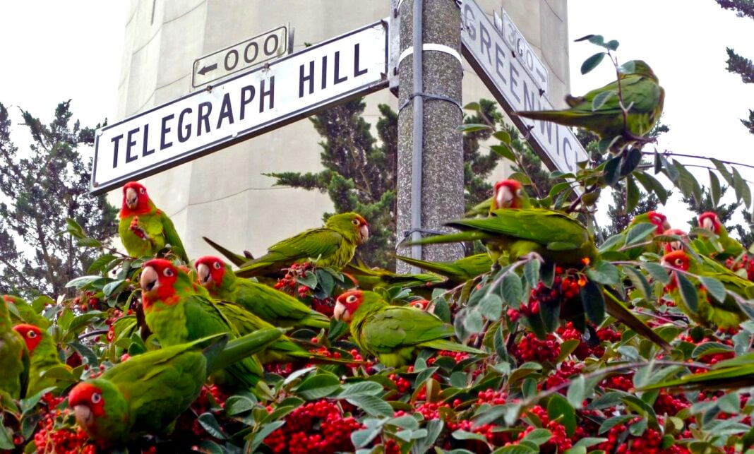 The Parrots of Telegraph Hill