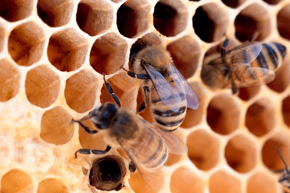Bees to the Rescue and Rescuing the Bees