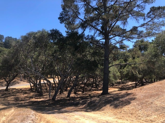 7735 Paseo Venado (Lot 82)