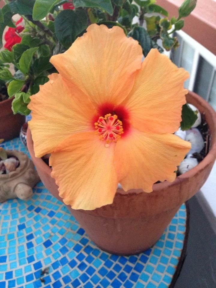 Peach-orange hibiscus blooming in a terracotta pot on blue mosaic tile.