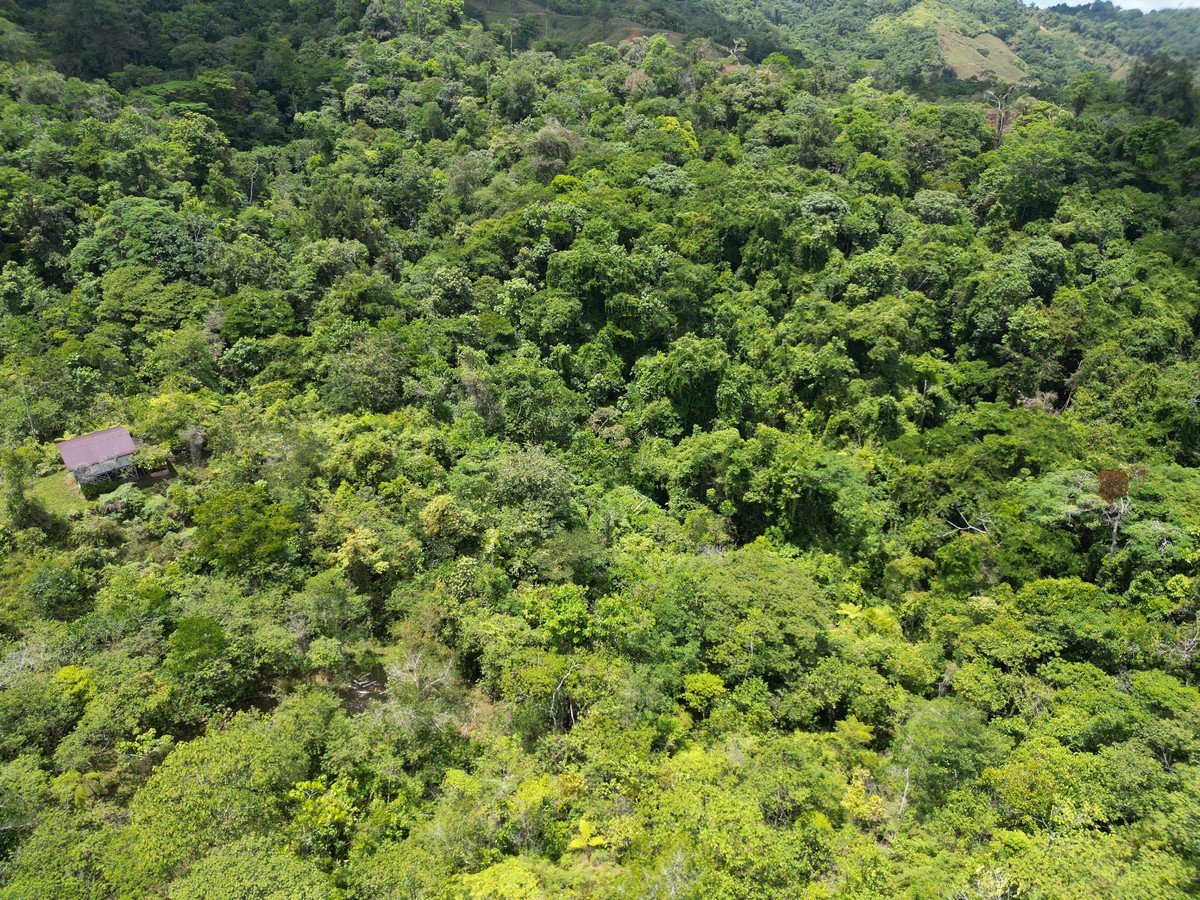 32 ACRES – Mountain Land With Spring, Jungle & Usable Space!!!!