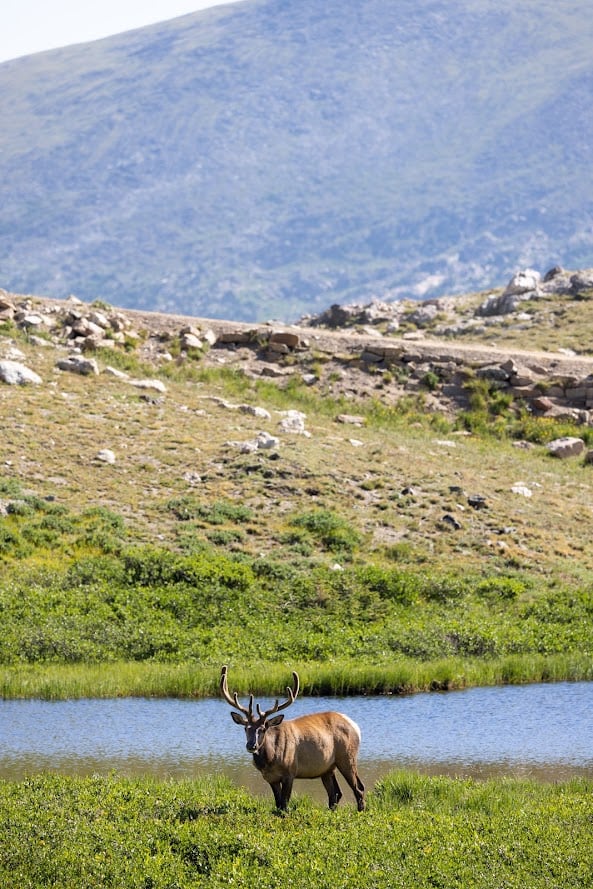 Driving Into the Wild: A Sensory Journey Along Old Fall River Road