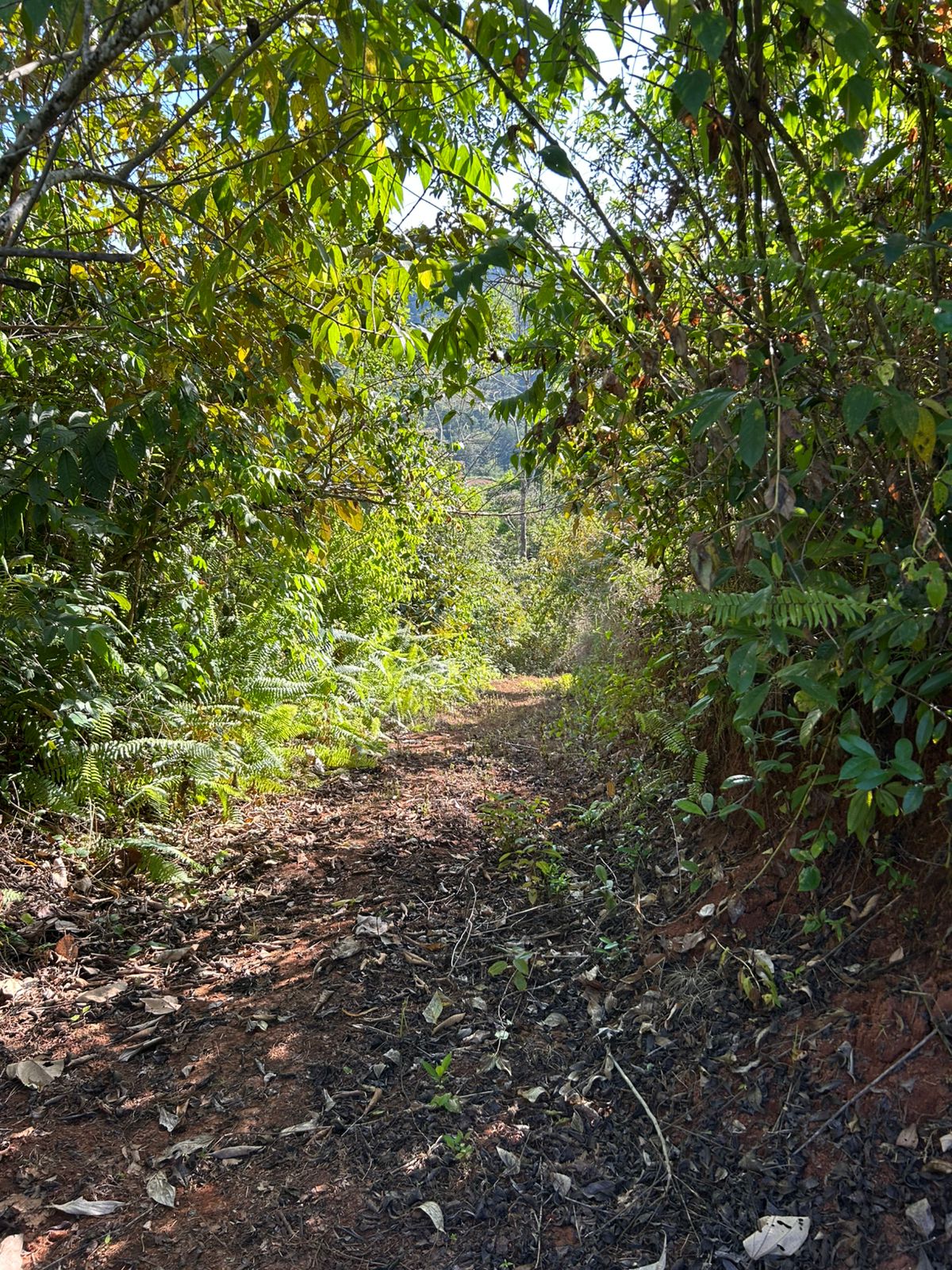67 acres development (15 titled lots) with breathtaking views in Sierpe
