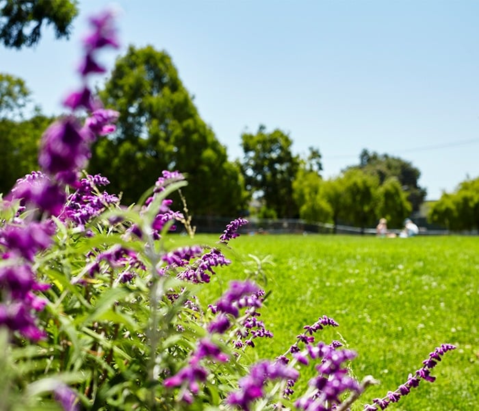 UC Berkeley/Southside