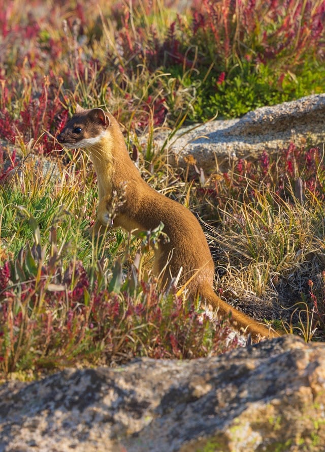 Where the Road Meets the Sky: Driving Trail Ridge Road