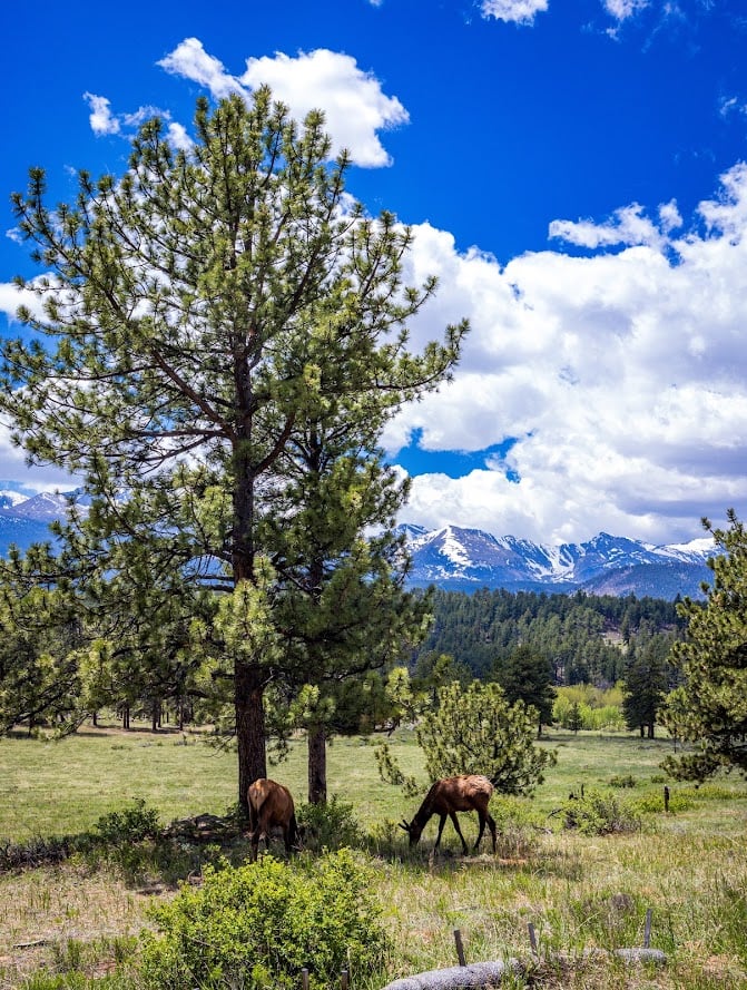Where the Road Meets the Sky: Driving Trail Ridge Road