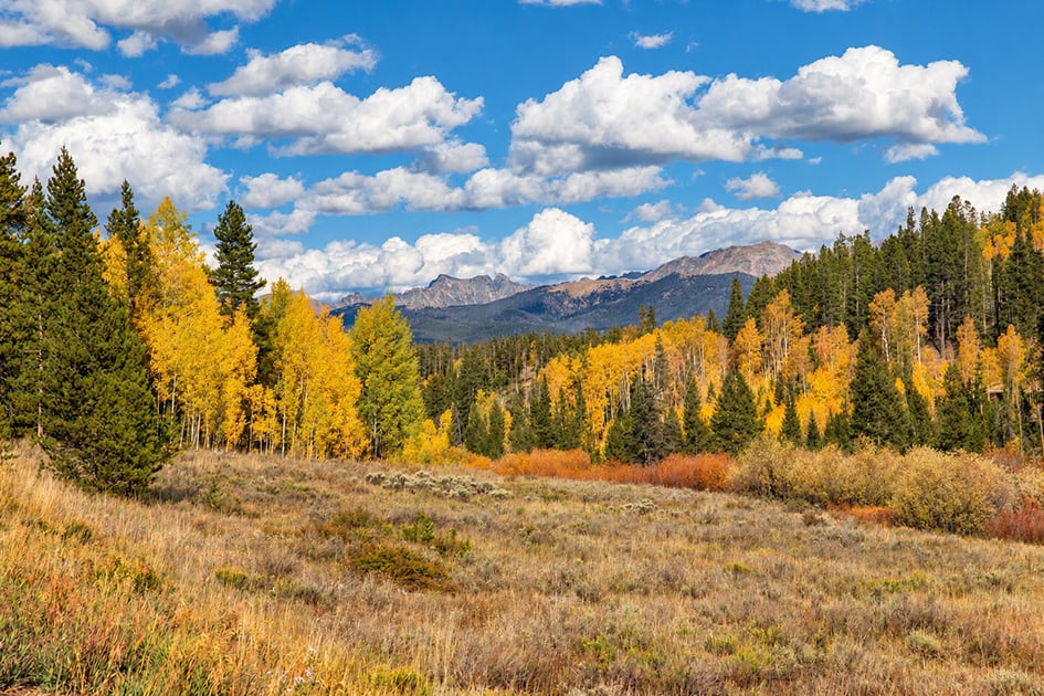 Golden aspens and evergreen forest frame a meadow beneath distant Rocky Mountain peaks.