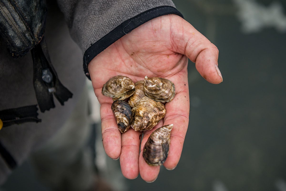 Several rough-shelled oysters resting in an open hand.