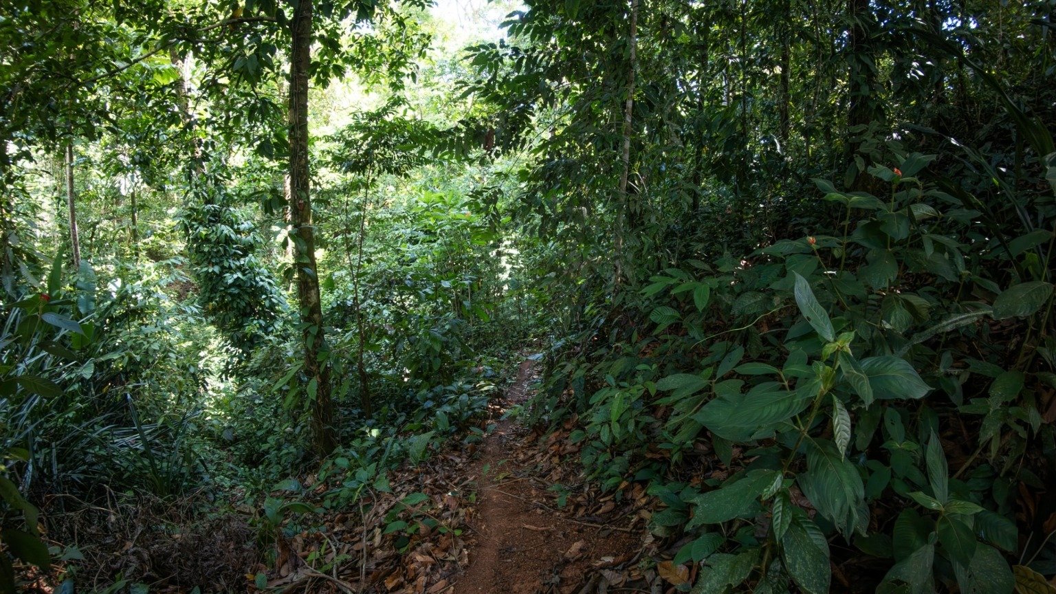 Tropical Sanctuary Above Uvita: 5-Acre Jungle Estate with incredible Mountain Views