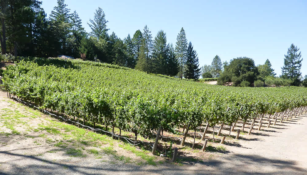 Howell Mountain Vineyard - SOLD