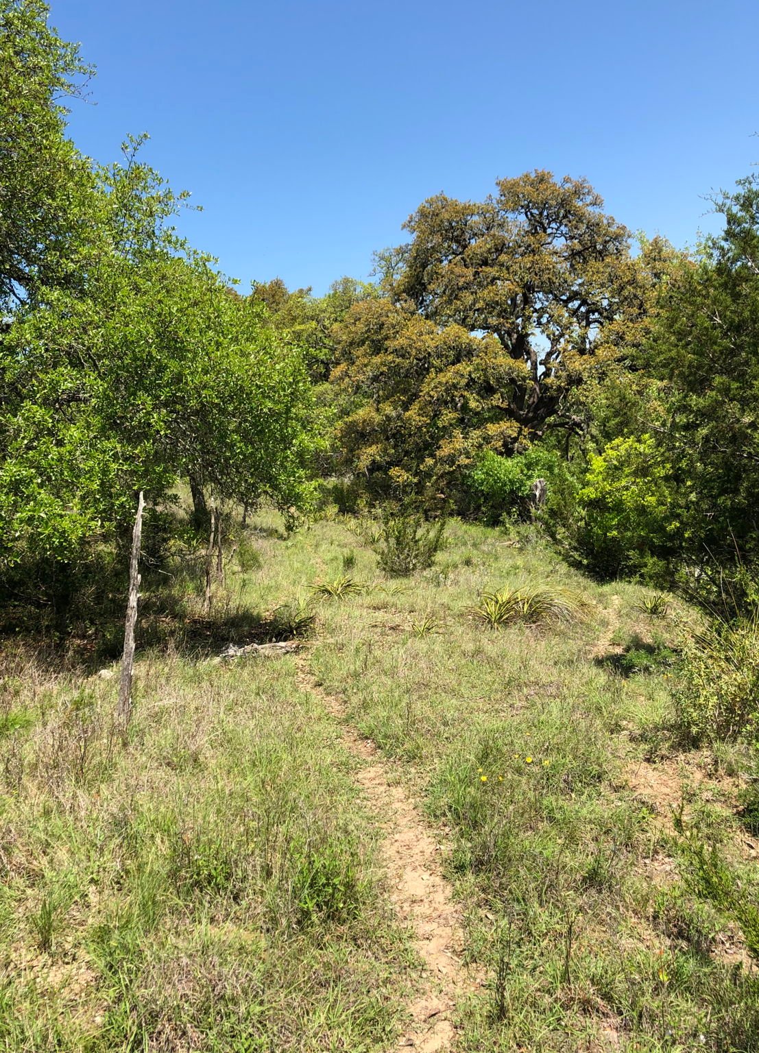 100 Dario Dr. Dripping Springs  Tx 78620