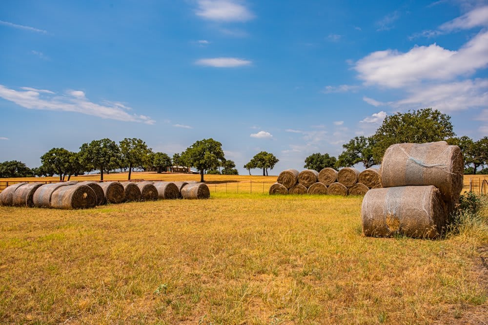 Dog Tick Ranch