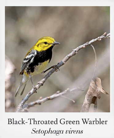 Basics of Birding