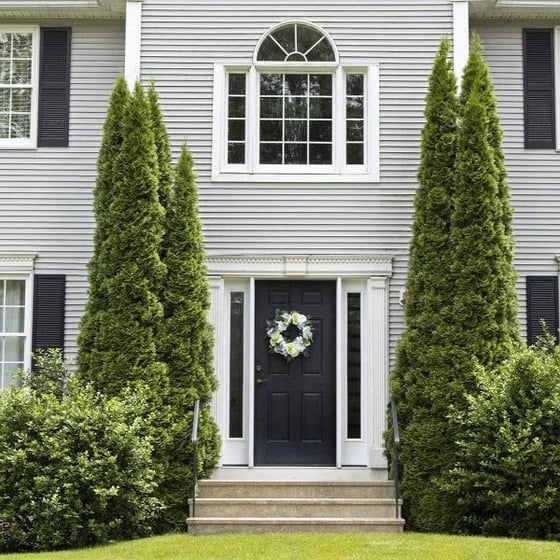 🌿 The Best Narrow Evergreen Trees for Privacy: Luxury Landscaping Ideas for Small North Jersey Yards