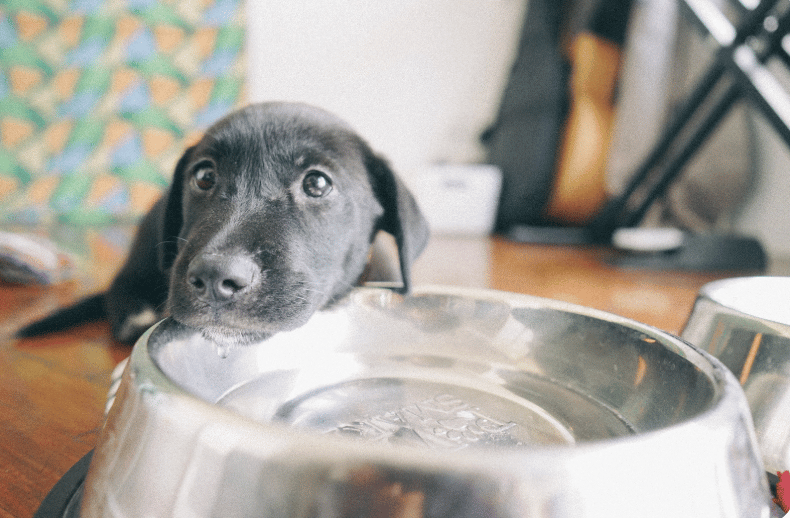 Keeping Pets Safe This Summer: Because Home Is Happier with Happy Pets