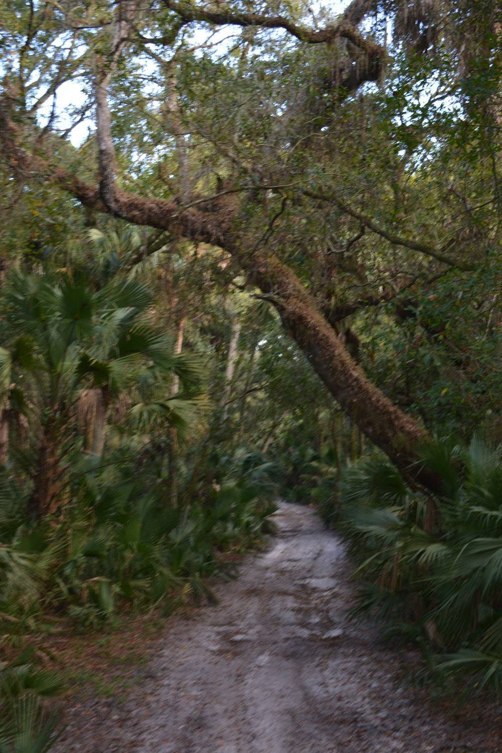 Taylor Creek Preserve