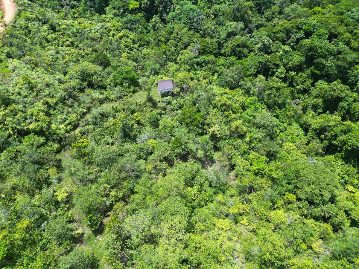 32 ACRES – Mountain Land With Spring, Jungle & Usable Space!!!!