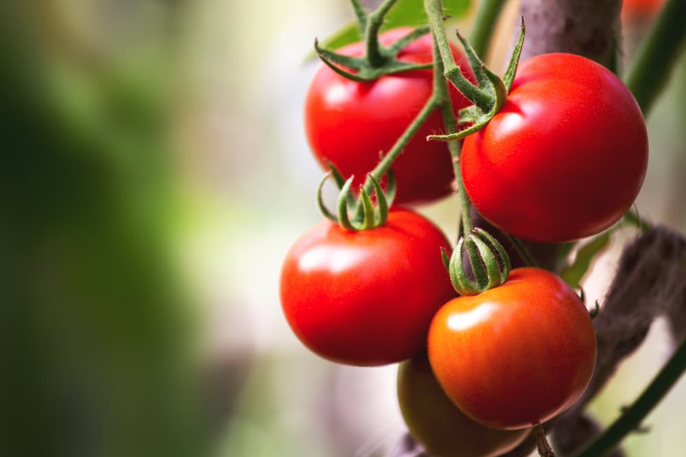 Best Tomatoes for Your Rancho Santa Fe Home
