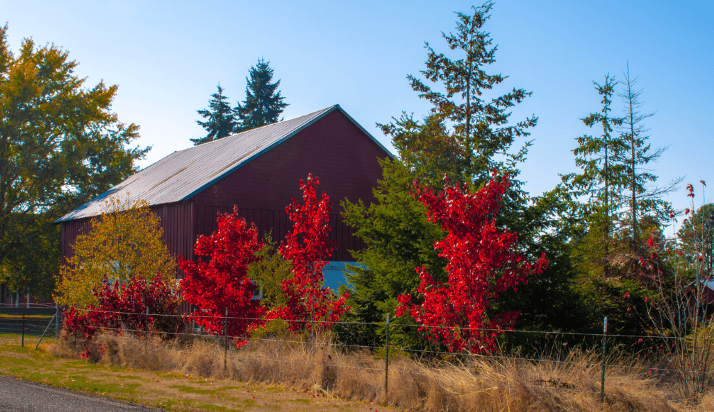 Dark red barn-like building behind a fence, framed by vivid red autumn trees.
