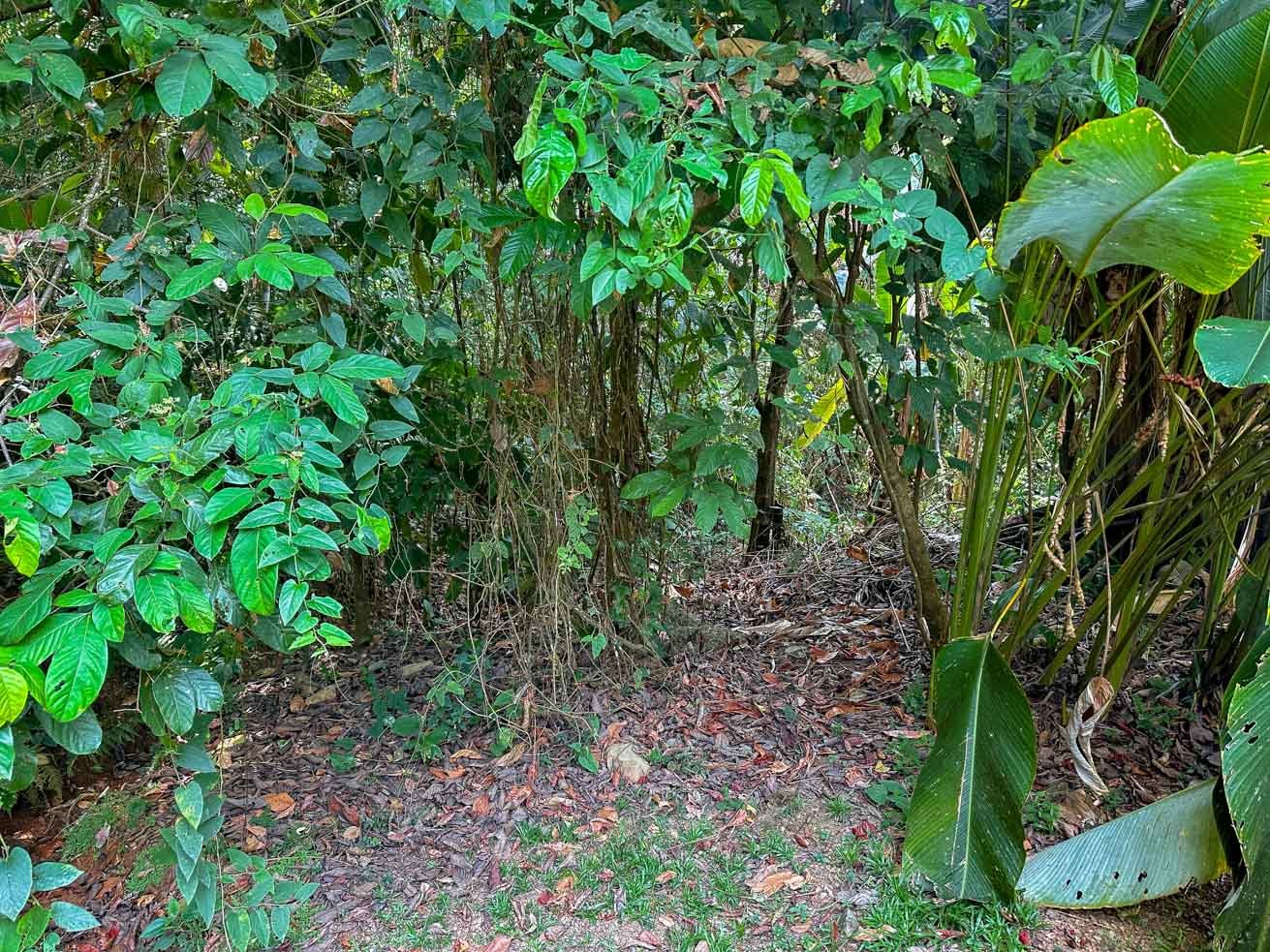 23-Acre Prime Highway Frontage Lot Near Ojochal & Ocean