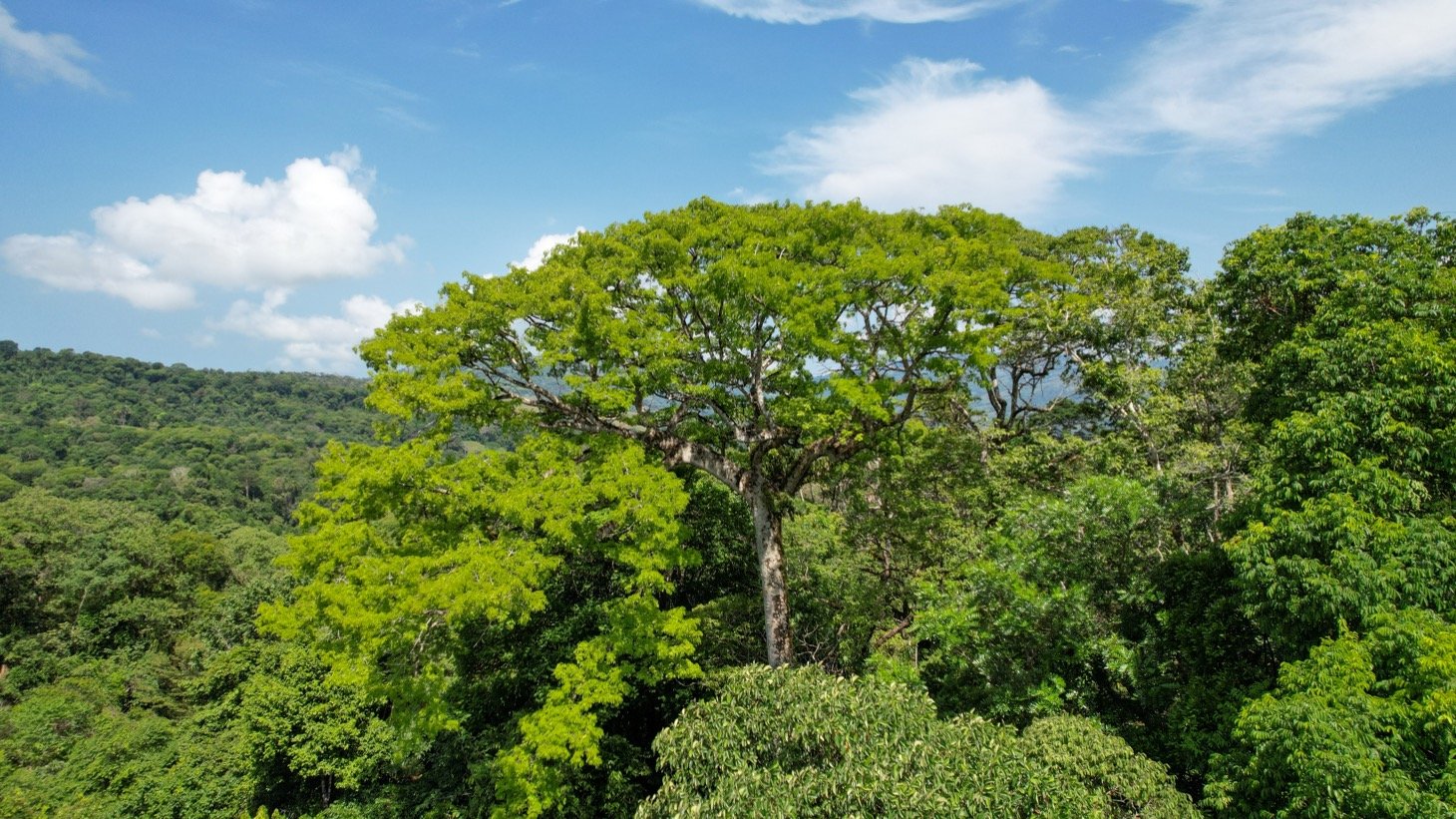 Valley of Dreams - A Beautiful Multi-Use Property Near Cacao Ridge, 10.85 Acres at a Phenomenal Price!