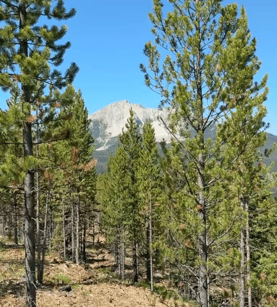 Lower Hillside | Moonlight Basin