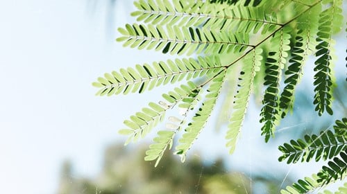 3 Pet-Safe Fern Varieties to Grow Indoors