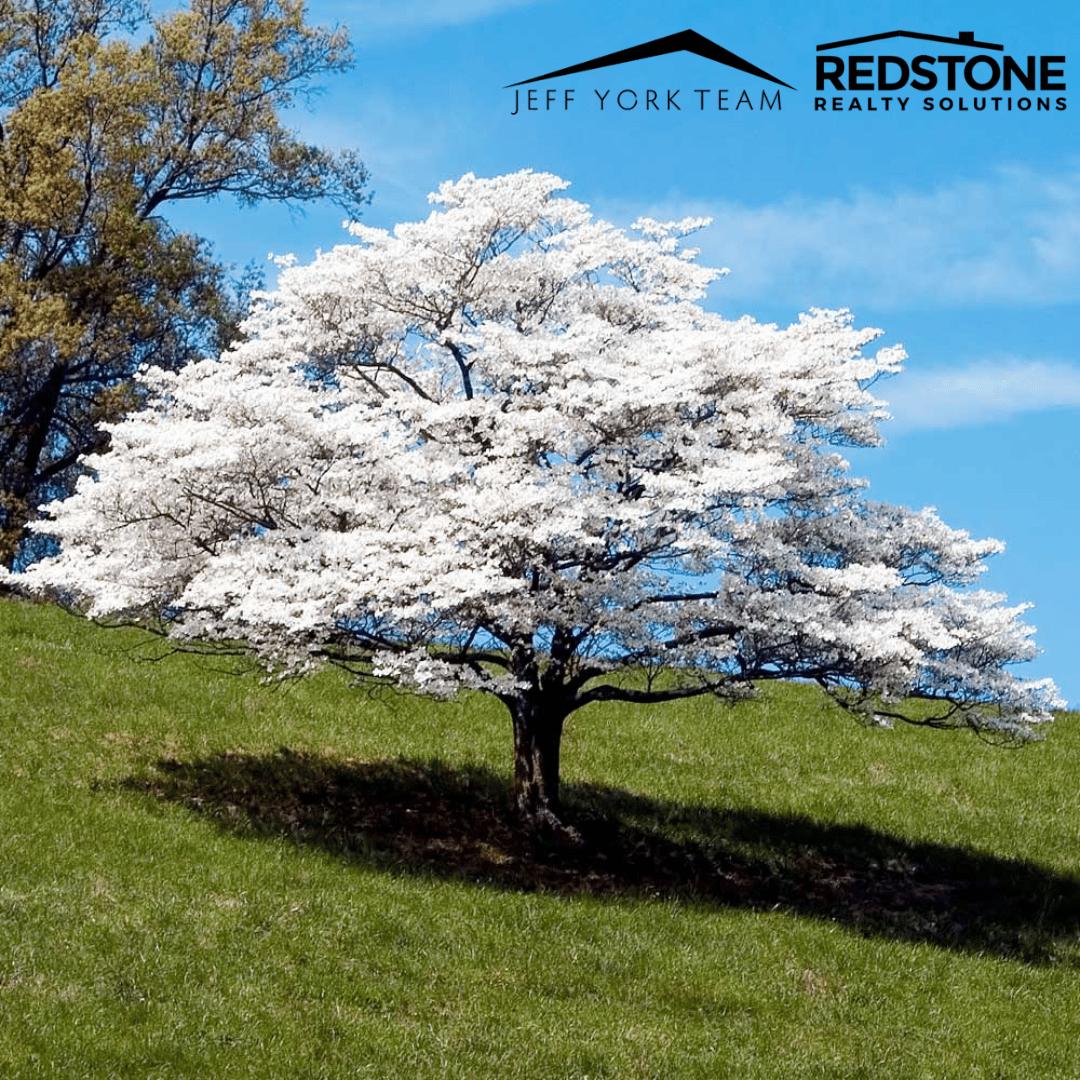 Dogwood Winter is upon us!