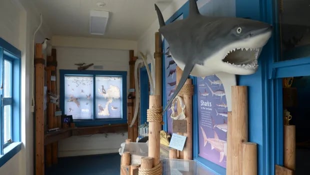 Shark exhibit display with mounted shark model and educational signage indoors