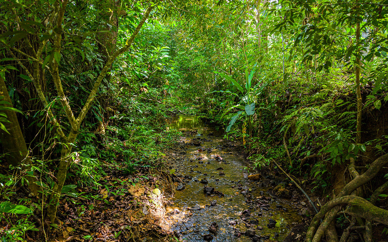 Home Near Downtown Uvita with Private Forest and Creek
