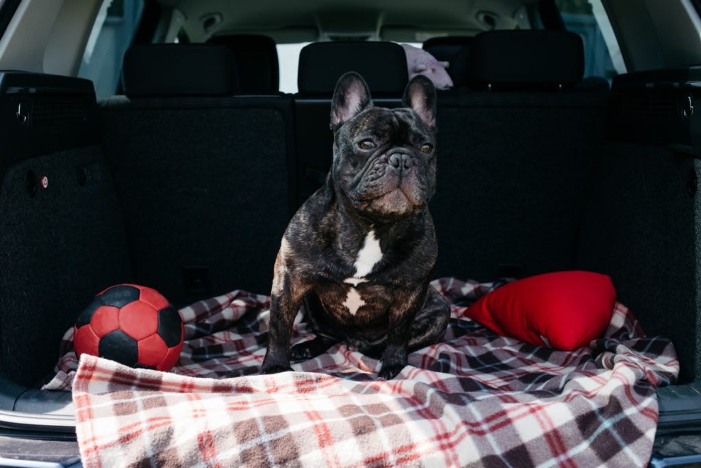 Buying and Selling with Pets