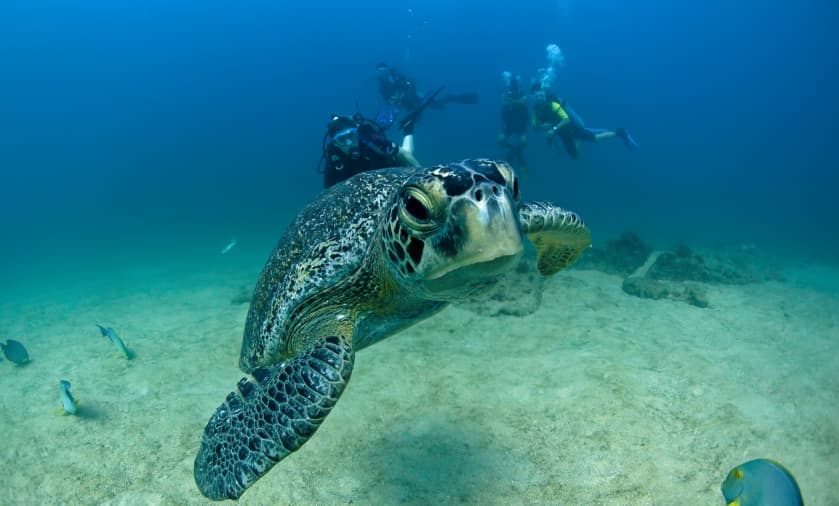Ecotourism. The Lifeblood of Los Cabos.