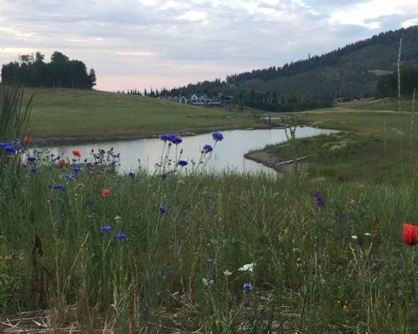 Music in the Meadows