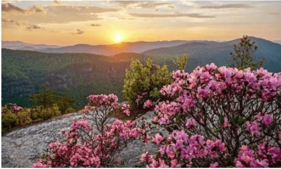 Pink rhododendrons frame mountain ridges at sunset.