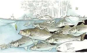 **What Striped Bass Can Teach Us About Timing in Today’s Market**