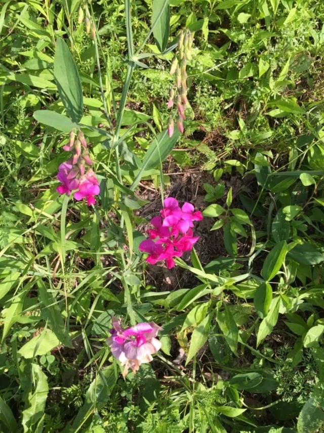 Farm Animals + Flowers