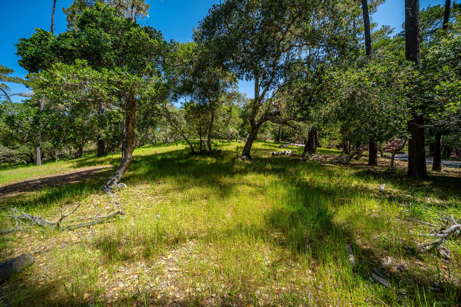 Serene Cambria Lot
