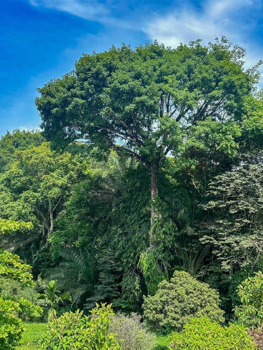Oceanfront Highway Commercial Land, Ojochal, Puntarenas