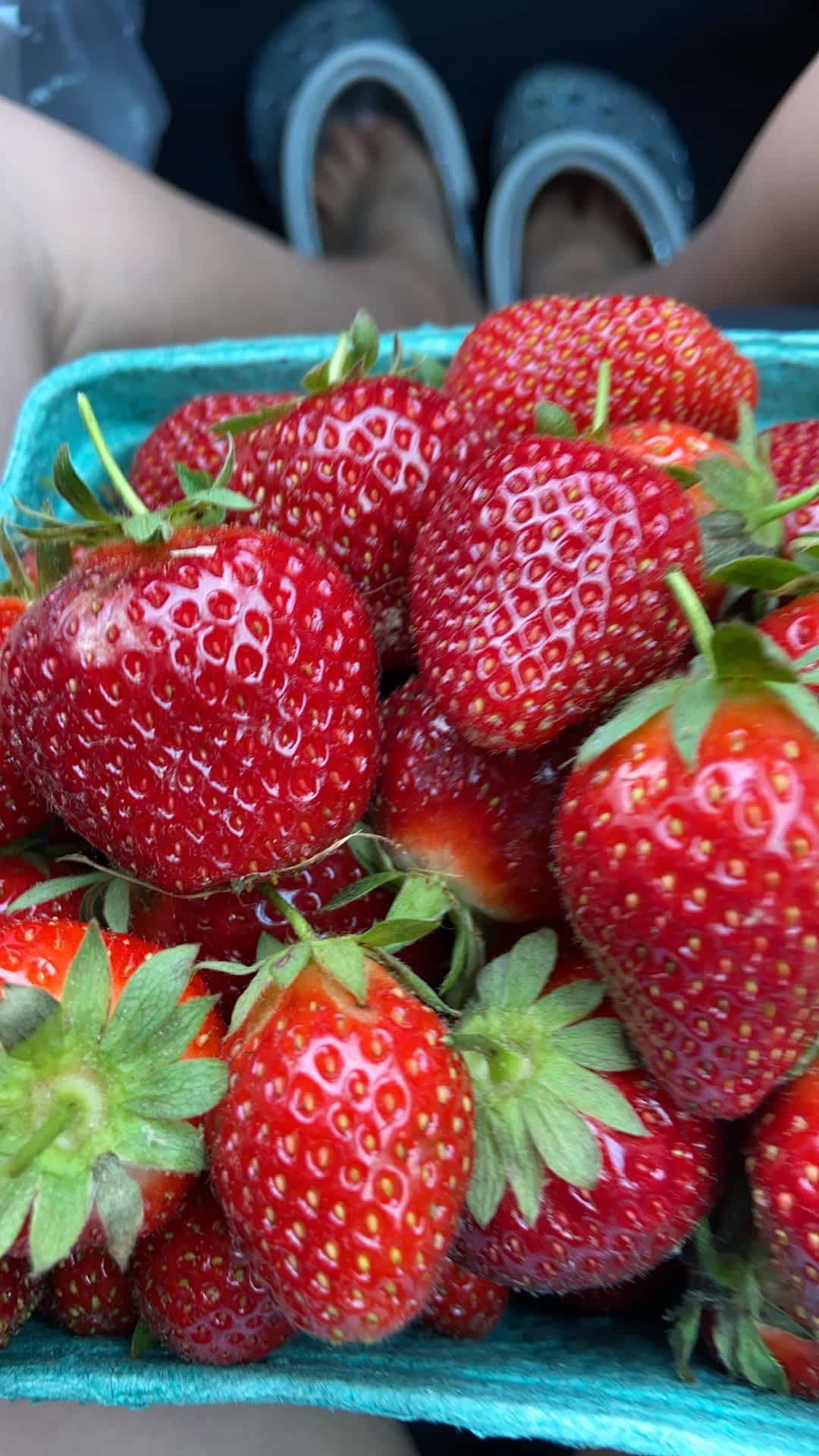 Spring Strawberry Season in North Carolina