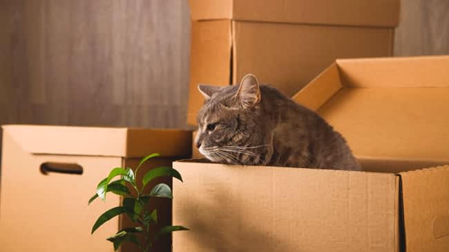 Tips for Moving with Pets