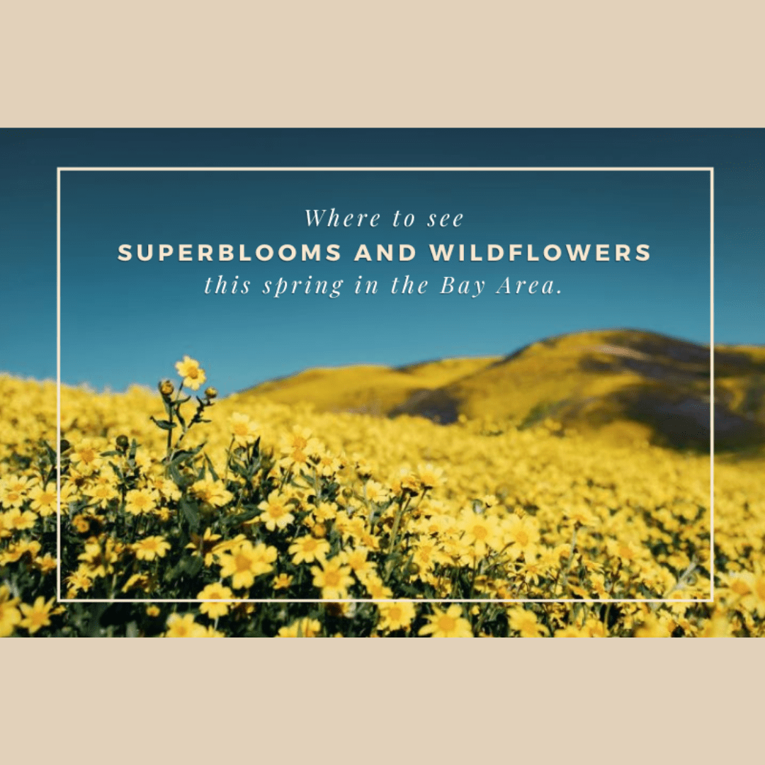 Where to see Superblooms and Wildflowers this Spring in the Bay Area.