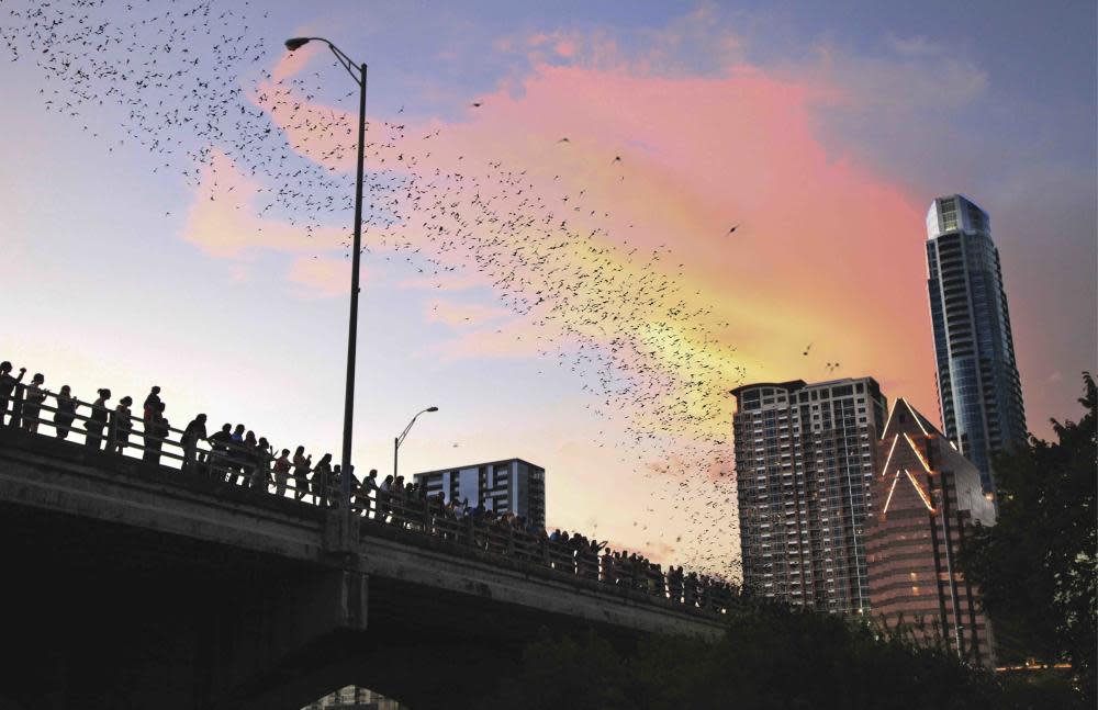 Mexican Free-Tailed Bats, Mexican Bats, Bat Watching, Sky watching, Bat Sightings, Bats, Winged-Bats