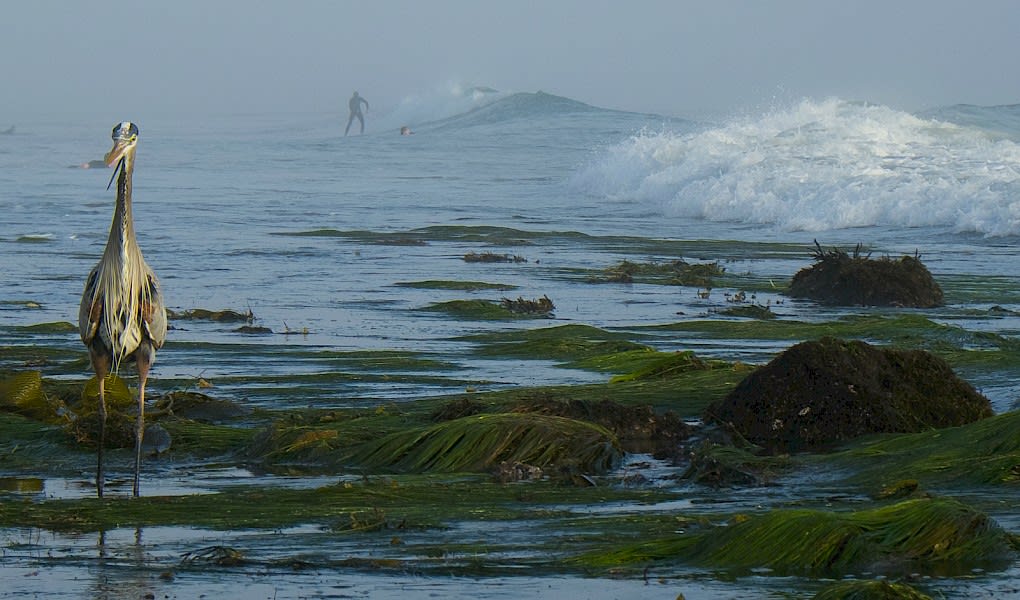 Goleta