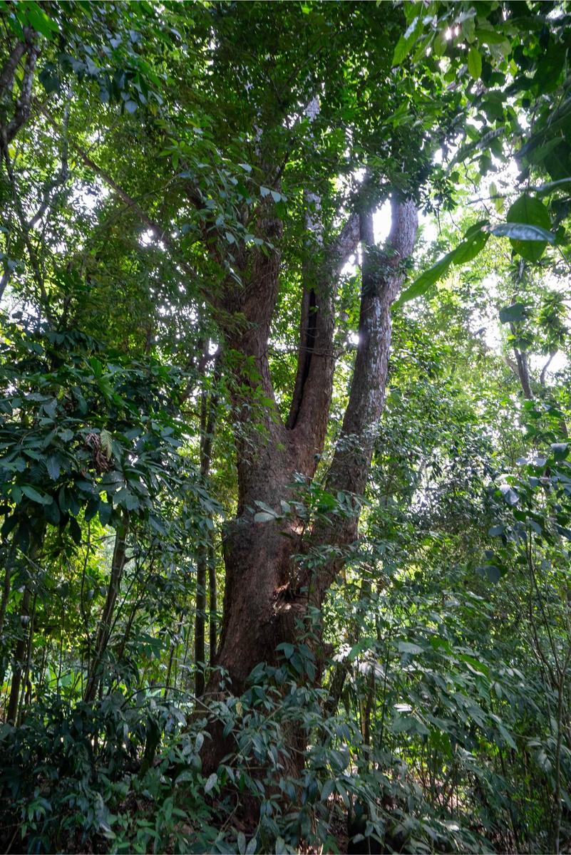 Private Ocean View Development Lot, Dominical, Puntarenas