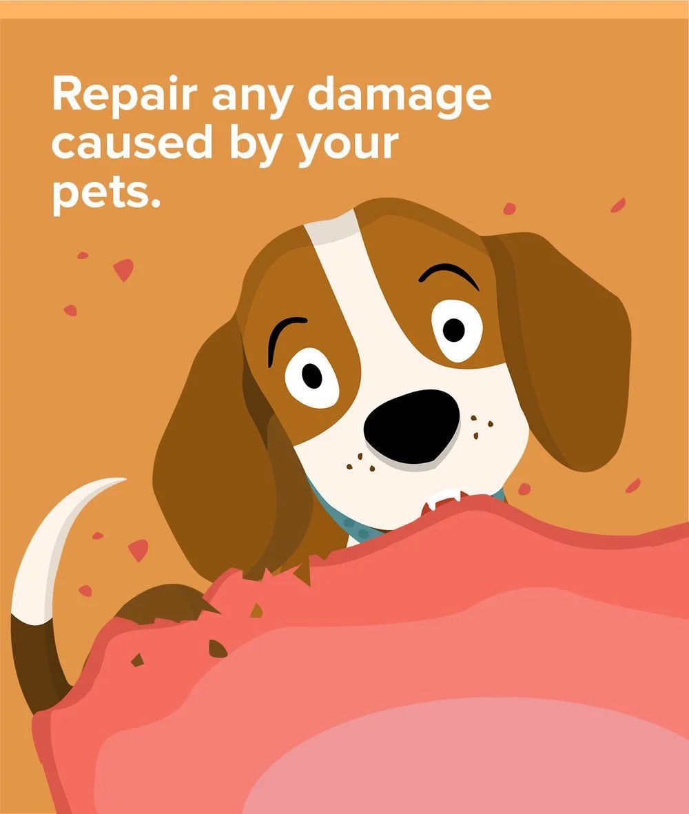 Dog chewing a torn sofa beside advice to repair damage caused by pets.